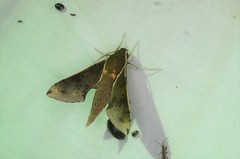 Rhagastis mongoliana