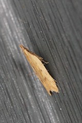 Dichomeris acuminatus