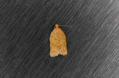 Acleris affinatana