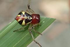 Camaricus maugei