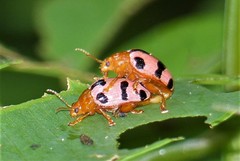 Podontia affinis