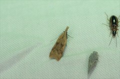 Dichomeris derasella