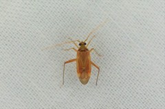 Adelphocoris piceosetosus