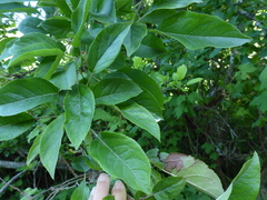 Prosartes smithii