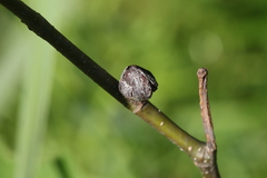 Dasineura serrulatae