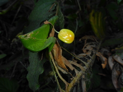 Prosartes smithii