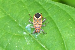 Graptostethus servus