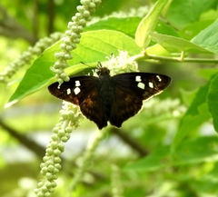 Polygonus leo arizonensis