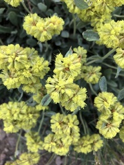 Eriogonum flavum