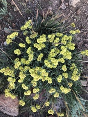 Eriogonum flavum