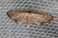 Idaea infirmaria