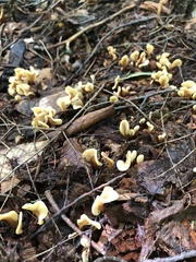 Spathulariopsis velutipes
