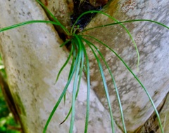 Vittaria lineata image