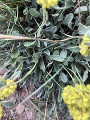 Eriogonum flavum