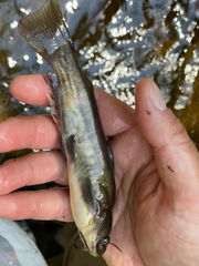 Ameiurus nebulosus