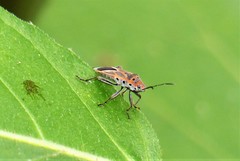 Graptostethus servus