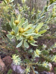 Leucadendron glaberrimum erubescens