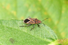 Graptostethus servus