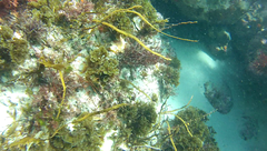 Zonaria aureomarginata