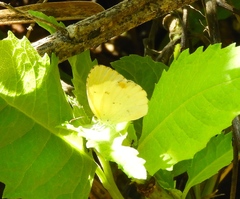 Pyrisitia lisa centralis