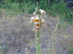 Digitalis ferruginea