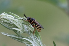Conops quadrifasciatus