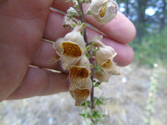 Digitalis ferruginea