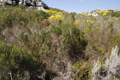 Cliffortia polygonifolia polygonifolia