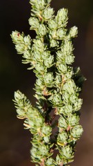 Cliffortia polygonifolia polygonifolia