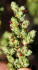 Cliffortia polygonifolia polygonifolia