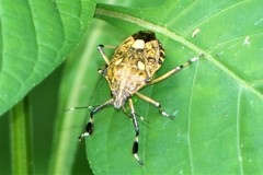 Dalpada oculata