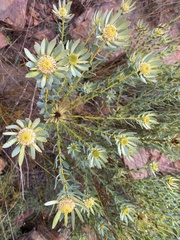 Leucadendron glaberrimum erubescens