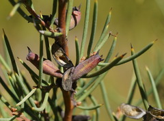 Hakea microcarpa