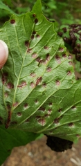 Puccinia linkii