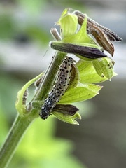 Pyrausta inornatalis