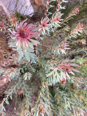 Leucadendron glaberrimum erubescens