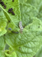 Pyrausta inornatalis