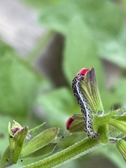 Pyrausta inornatalis