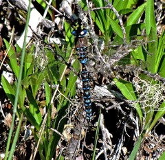 Rhionaeschna variegata