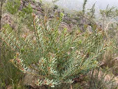Leucadendron glaberrimum erubescens