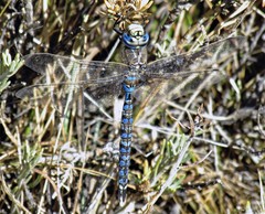 Rhionaeschna variegata