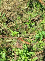 Sympetrum sanguineum