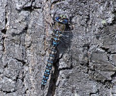 Rhionaeschna variegata