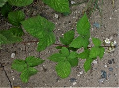 Rubus latifolius