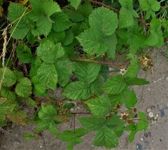 Rubus latifolius