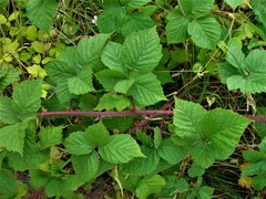 Rubus latifolius