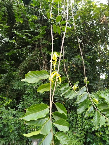 Image of Cananga odorata by (c) Navaneeth Sini George, some rights reserved (CC BY)