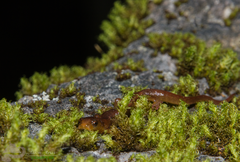 Chiropterotriton lavae