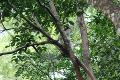 Cercopithecus pogonias