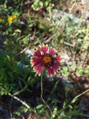 Gaillardia mexicana